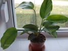 006 aglaonema