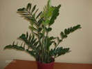 009 zamioculcas