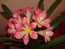 016 clivia