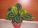 019 calathea