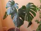 026 monstera