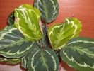 030 calathea