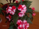 042 impatiens