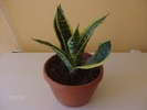 045sanseveria