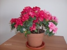 049 azaleea