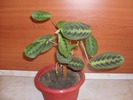 051maranta