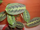 061 maranta