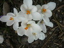 crocus alb