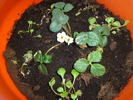 capsuna