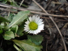 Bellis perennis (2010, March 21)