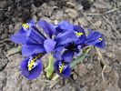 Iris reticulata Harmony (2010, March 21)