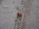 Ladybug_Buburuzica (2009, May 23)