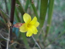Jasminum nudiflorum (2010, March 21)