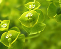 In_verdee_imagini.com