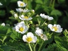 Spring Flowers_0 (6)