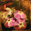 Phlox_by_inObrAS