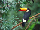 Toco Toucan