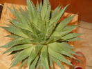 aloe aristata 22mart 2010