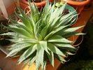 aloe aristata 22 mart 2010