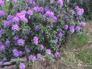 Pontische_rododendron_struik_(Rhododendron_ponticum)[1]