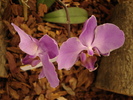 DSC06329