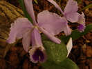 DSC06331