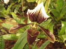 DSC06336