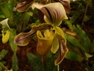 DSC06338