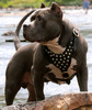 American-Pit-bull-Terrier-dog-harness-best-photo_LRG