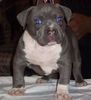 blue pit bull,blue pitbull puppies 039