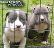 cute-pitbull-puppies