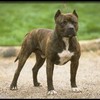 pit_bull