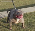 stud_pitbull_male