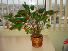 ANTHURIUM ROZ
