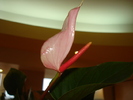 ANTHURIUM ROZ