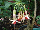 Fuchsia (2009, June 27)