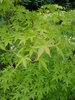 Japanese Maple (2009, June 27)