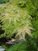 Japanese Maple (2009, June 27)