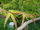 Japanese Maple (2009, June 27)