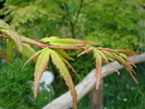 Japanese Maple (2009, June 27)