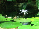 Waterlily_Nymphea_Nufar (2009, June 27)