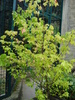 Japanese Maple (2009, June 27)