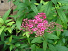 Spiraea x bumalda (2009, June 27)