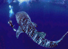 Whale-Shark01