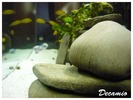 african cichlids