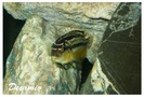 cichlid african, malawi