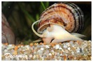 pomaceea snail
