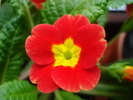 Red Primrose (2010, March 17)