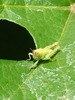 Insecta1