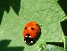 Buburuza-insecta utila